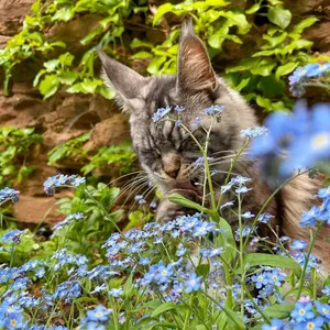 cat in a flower field